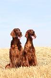 SETTER IRLANDAIS 048